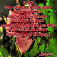 /album/fotogaleria/si-vez-jpg/